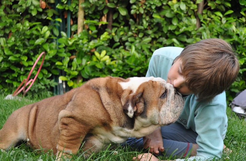 la passion du bulldog