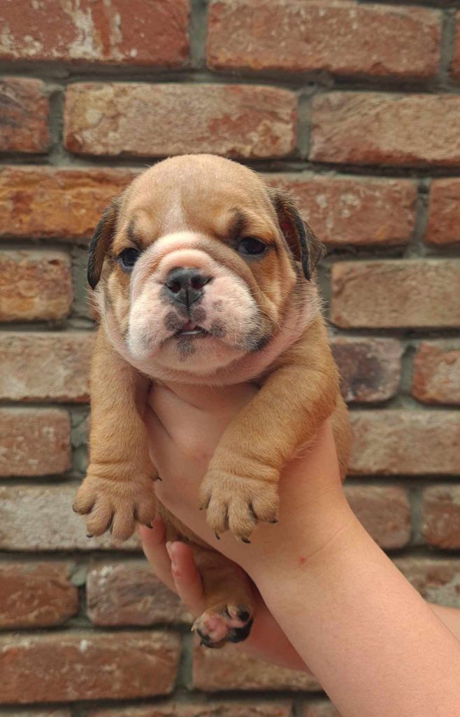 Thalea Bulls - Chiots disponibles - Bulldog Anglais