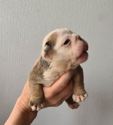 CHIOT 4